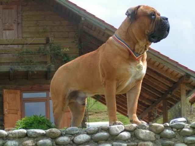 bul5