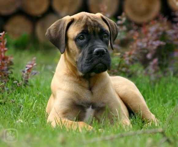 bul1