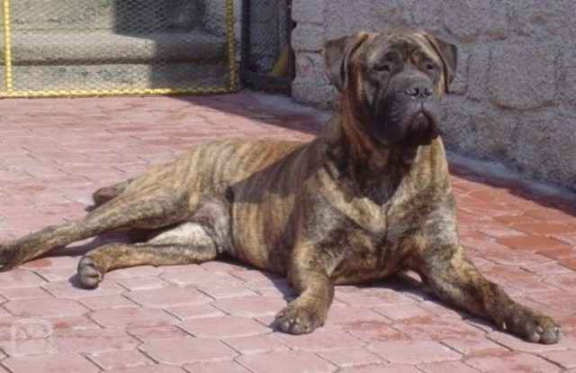bul2