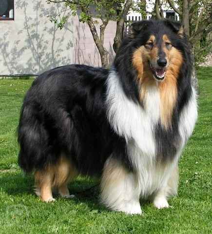 kolie