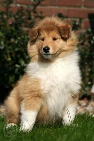 kolie1
