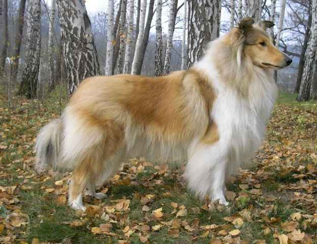 kolie2