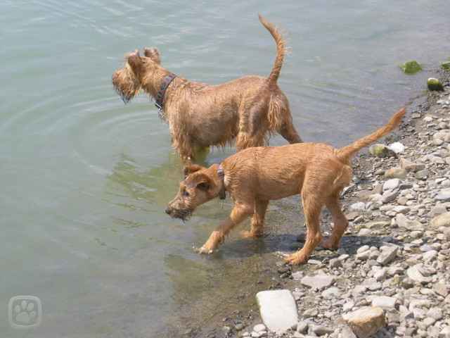 irskter2